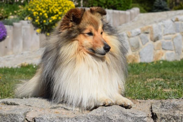 Kashmir Sparks of the Tempest